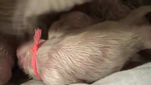 AMAZING DOG BIRTH!! part 3-3