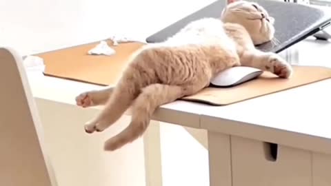 I am not lazy