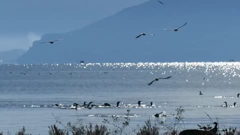 birds diving in the lake