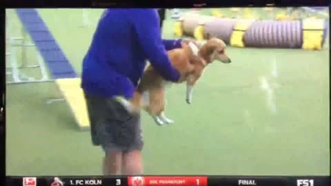 Keebler O'Sullivan Westminster Master Agility Nati_batch