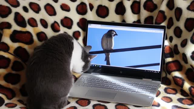A cat that wants to catch a bird from the computer