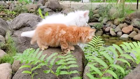 Kittens fall into the water