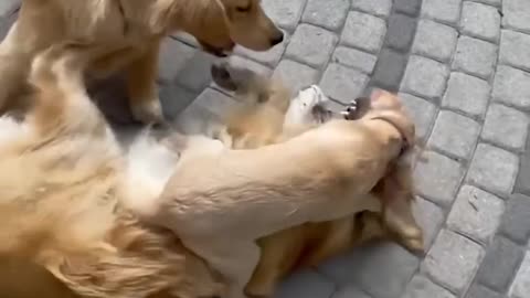 Funniest & Cutest Golden Retriever Puppies