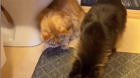 Cats and dogs