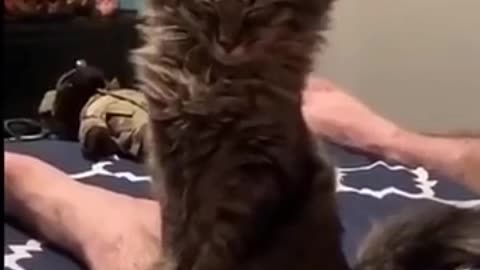 Funny cat videos 😂