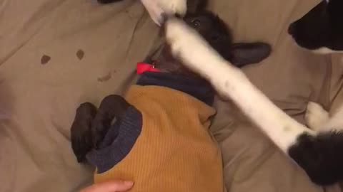 Dogs messing with other dog