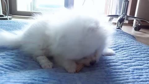 Puppy eating dental chew