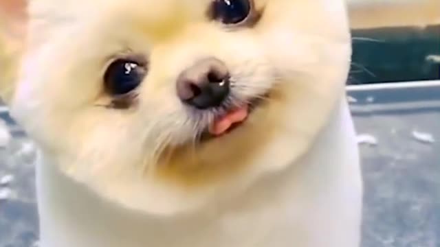 Cutest Puppy