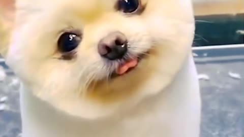 Cutest Puppy