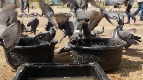 clip of pigeons landing on a tub, pigeons drinking water