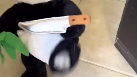 #pandapuppy #puppy #dog
