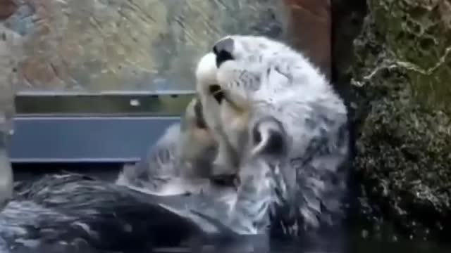 cute little pets, cute pets and funny animals compilation...try not to laugh