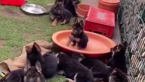 cute puppy and kitten