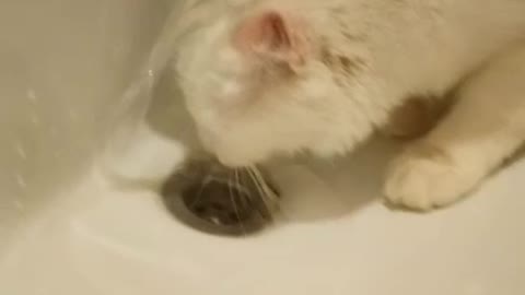 El gatito tenia mucha sed