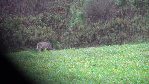 Pennsylvania Archery Doe Hunt 2017