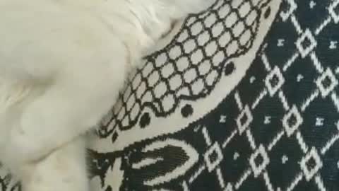 sleepy cat mesho