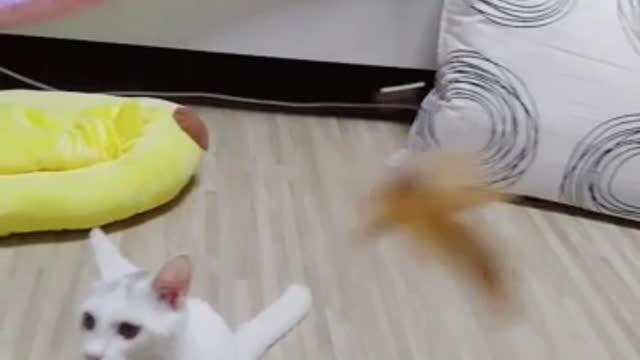 A cat that wants to play