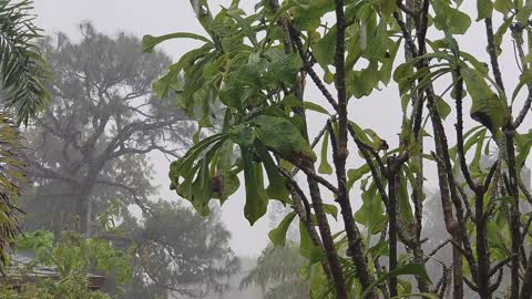 Rain On Window with Thunder Sound