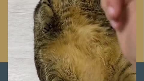Flirting Fat Cats Part2