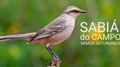 Melody Birds: Sábia do Campo