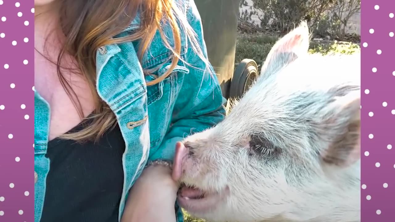 Tiniest Piglet Found Running On The Freeway | The Dodo Little But Fierce