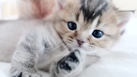 You can watch the friendly parent and child cat on the bed forever