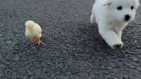 The dog and the chicken