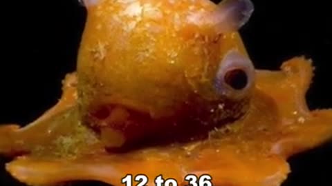 MEET THE FLAPJACK OCTOPUS~ A REAL LIFE STUFFED ANIMAL