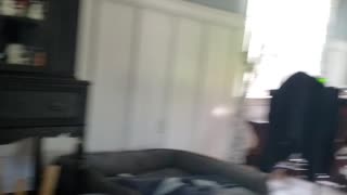 Bulldog hearing other dogs