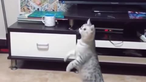 Funny cat