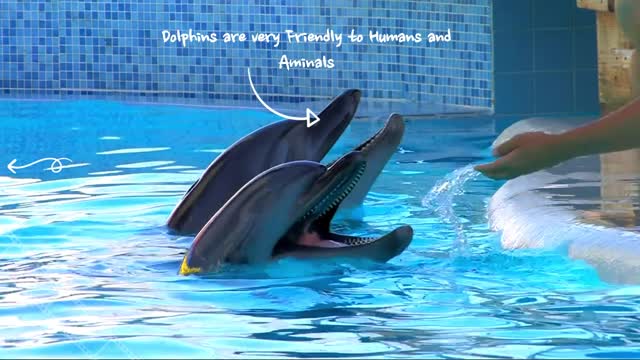 What you don't know about Dolphins