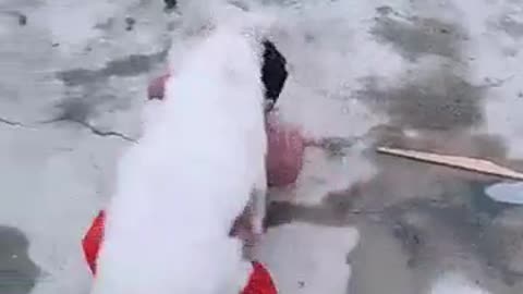 Cute Puppy Having Fun with A Kid