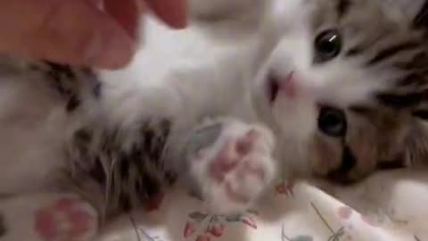 cats heals every days