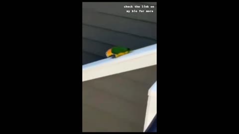 Funny Video Really Amazing