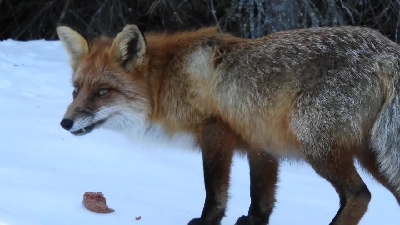 Look at this close encounter with a cute fox.