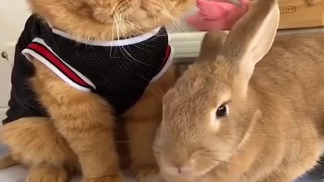 Funny and Cute Baby Bunny Rabbit Videos