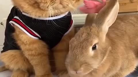 Funny and Cute Baby Bunny Rabbit Videos