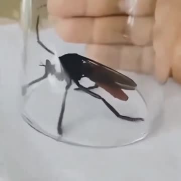 Billy's Beasts of The Fields