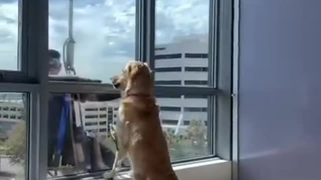 Window Cleaner Suprises Our Golden Retriever