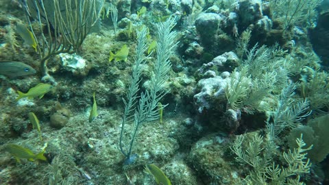 Pair of Juvenile Spotted Drum