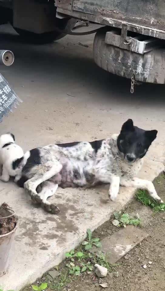 My mother's dog is playing with my child.