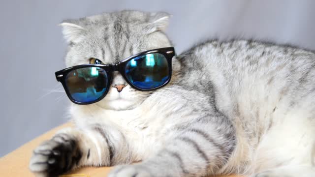 Cat is wearing a sunglass