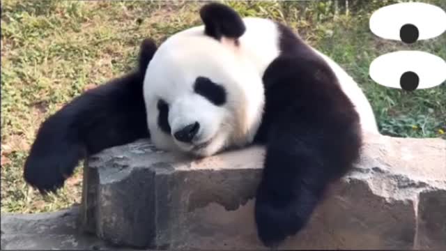 Panda Funny Moment Complications video