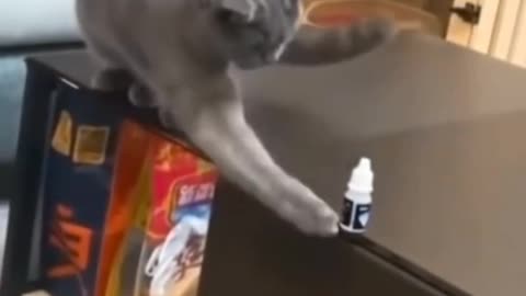 How to teach naughty cat a lesson #shorts
