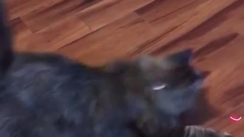 Cat Vs Laser Pointer 🐈 😂 - Funny Animal Reaction Videos #shorts