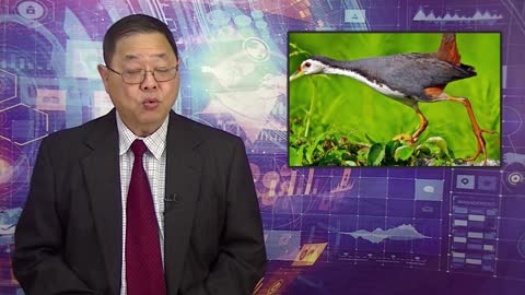 CTN - Chim Quyên Xuống Đất Ăn Trùng