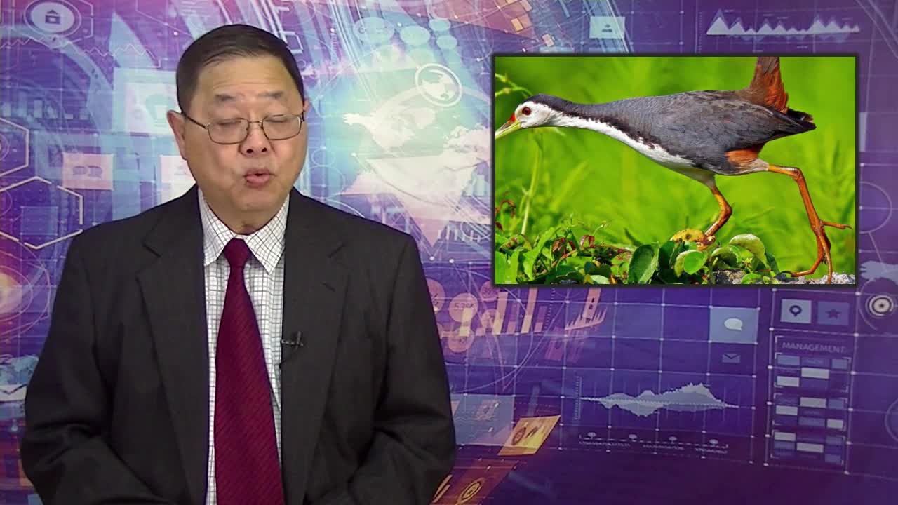 CTN - Chim Quyên Xuống Đất Ăn Trùng