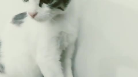 My smart 😎handsome kitten