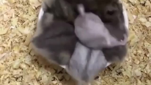 Feeding time!