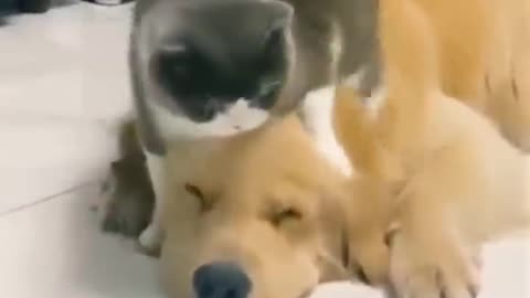 cat and dog frend